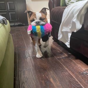 Meet your Posher, Shea